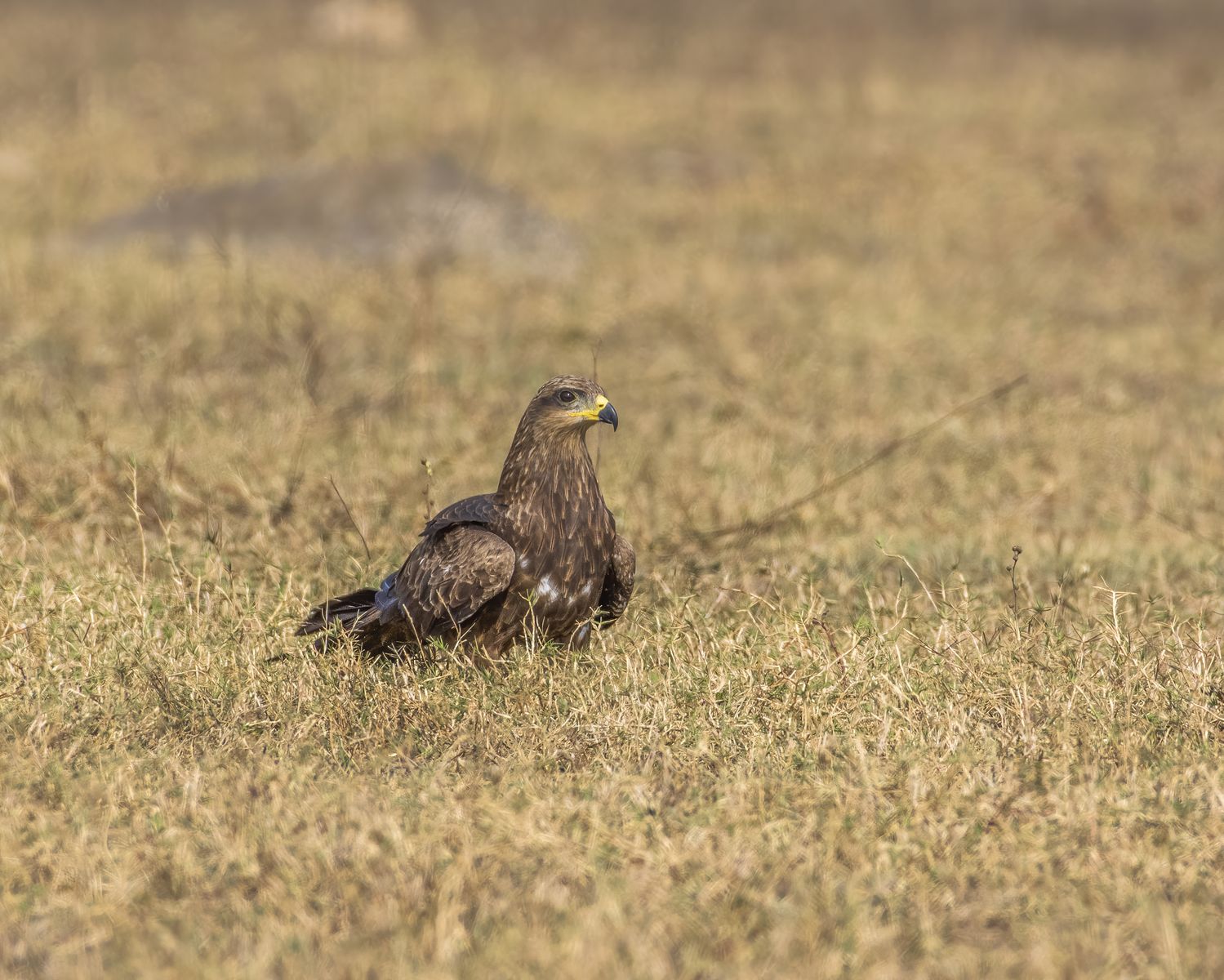 Black kite (8)